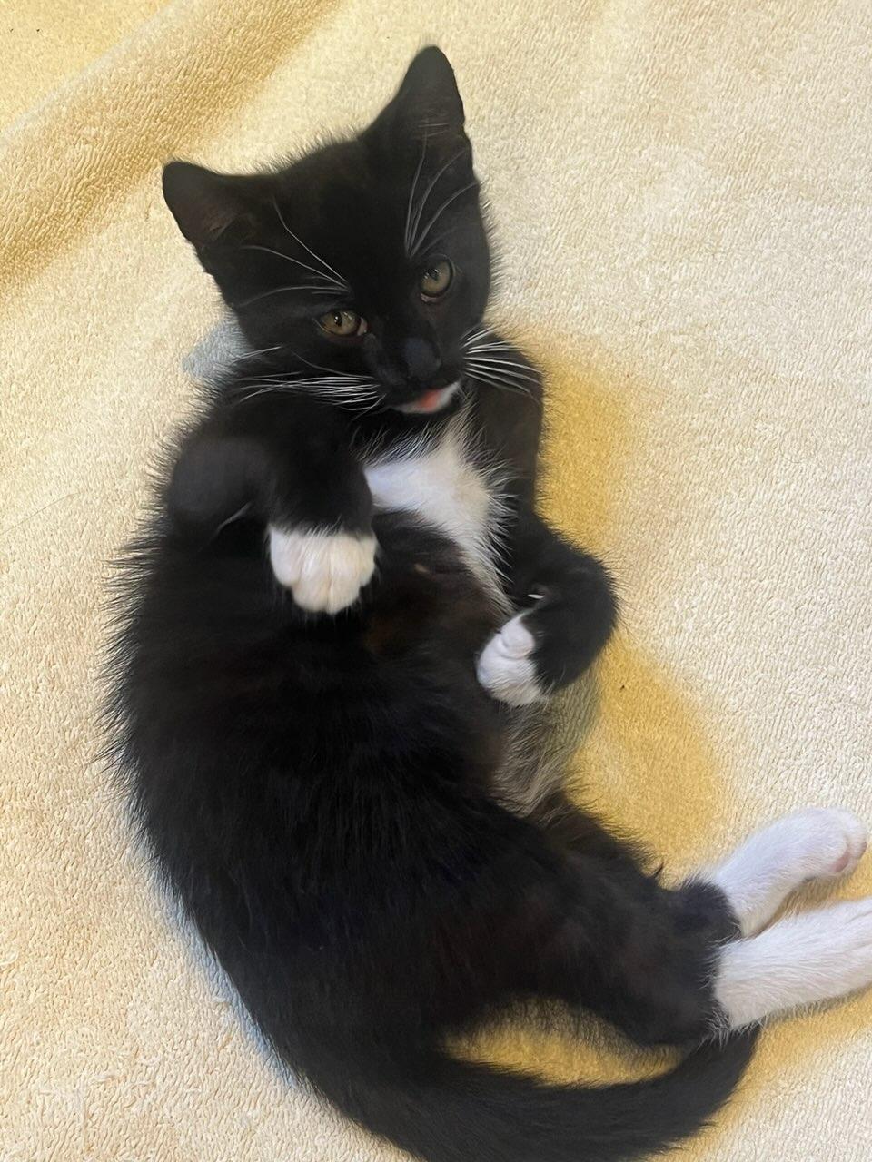 Joey & Yasmina, a ADOPTABLE Domestic Short Hair in Medfield, MA image 2/4
