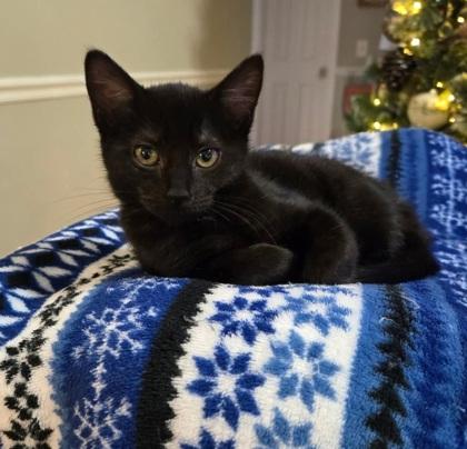 Peppermint, Adoptable, Young Female Domestic Short Hair & Domestic Short Hair.