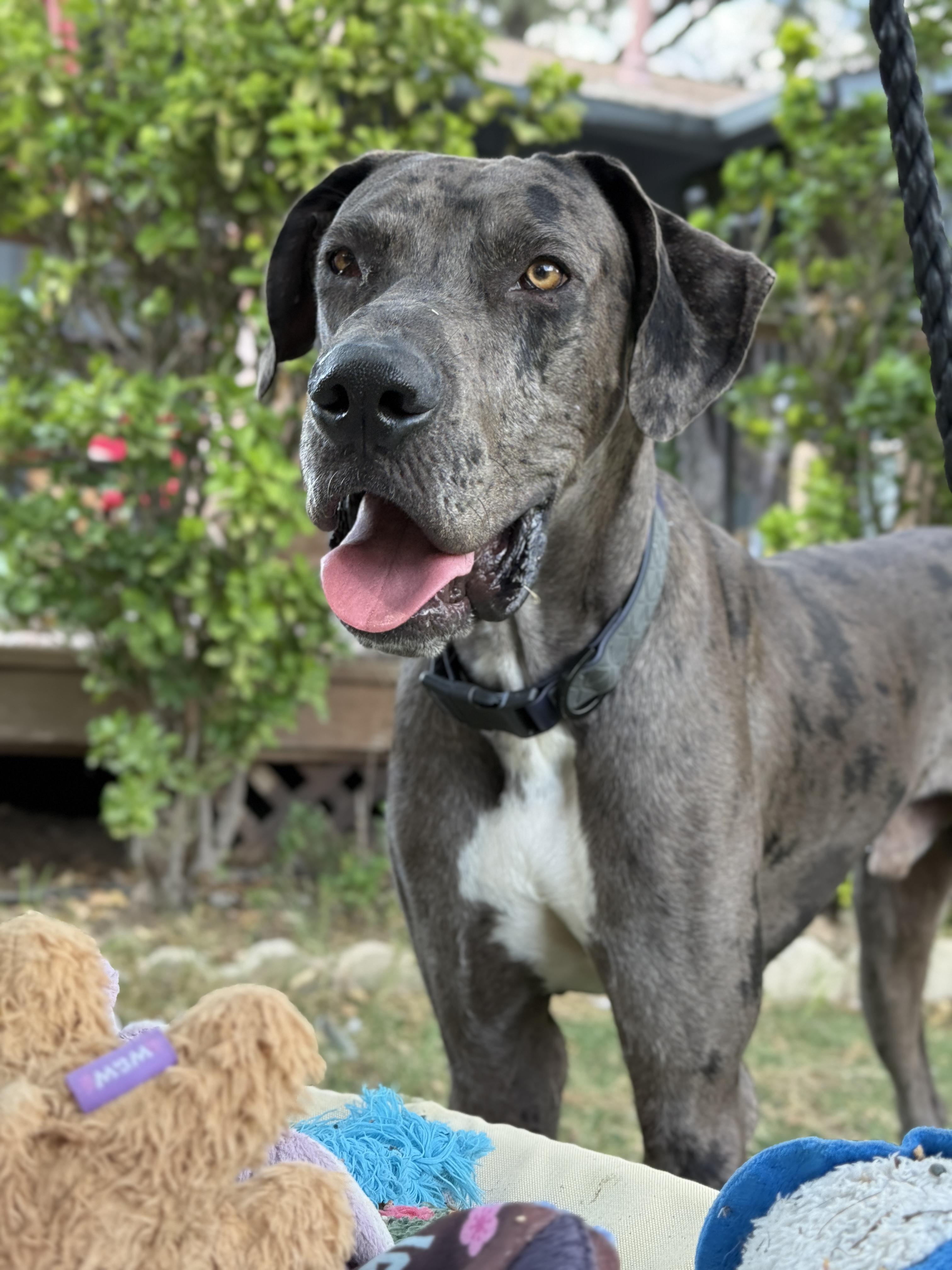 Sasquatch, an adopted Great Dane in Austin, TX image 3/5