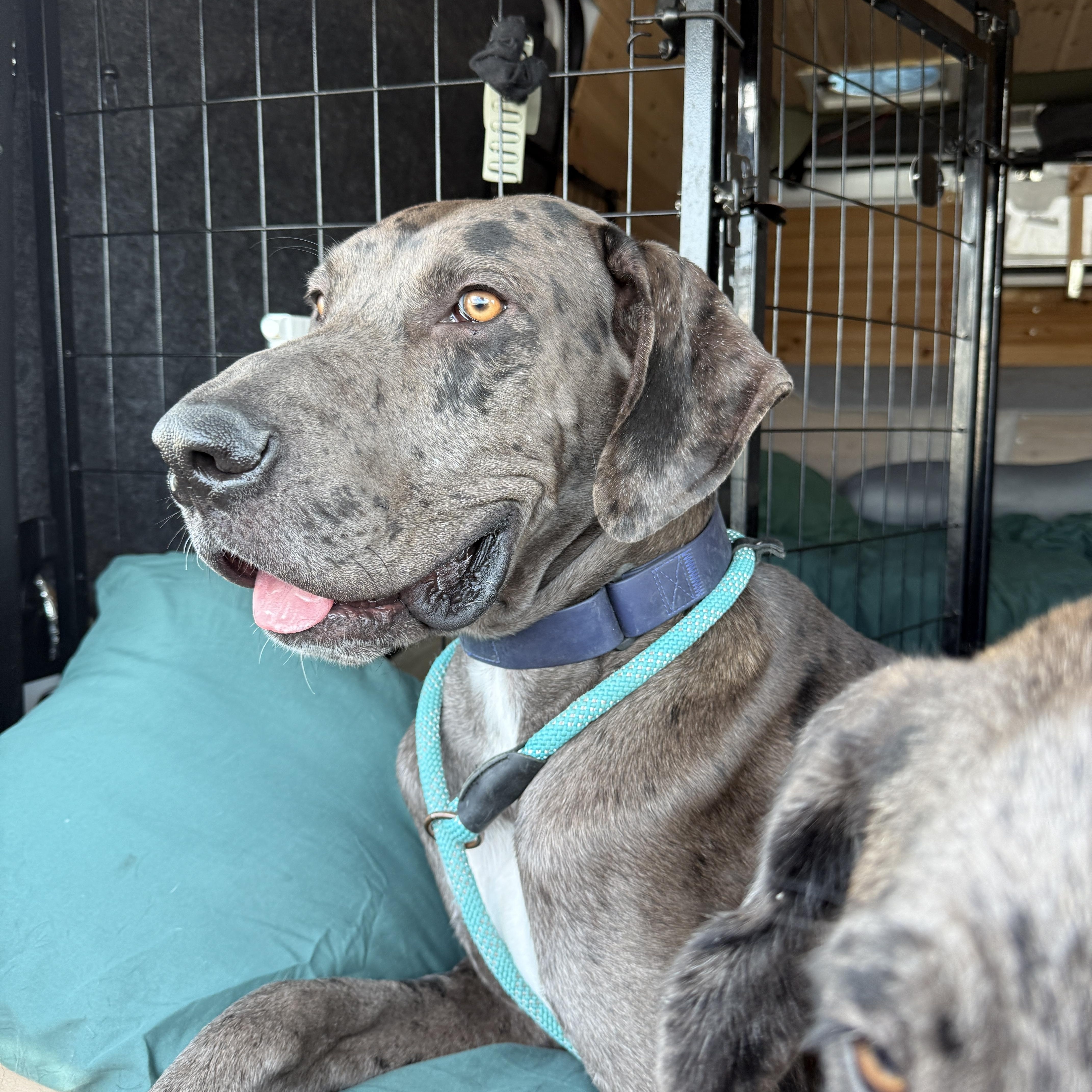 Sasquatch, adopted, Young Male Great Dane.