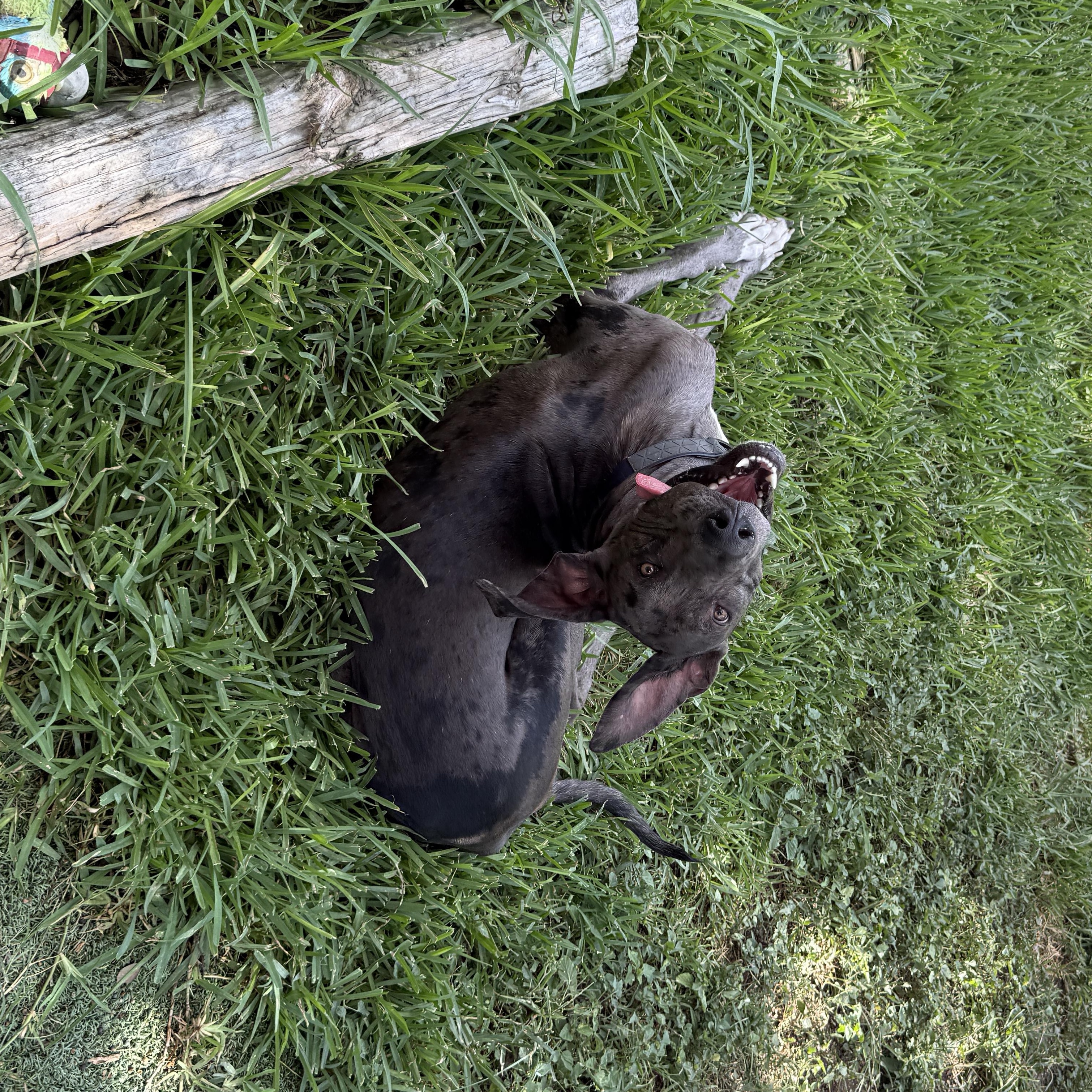 Sasquatch, an adopted Great Dane in Austin, TX image 4/5