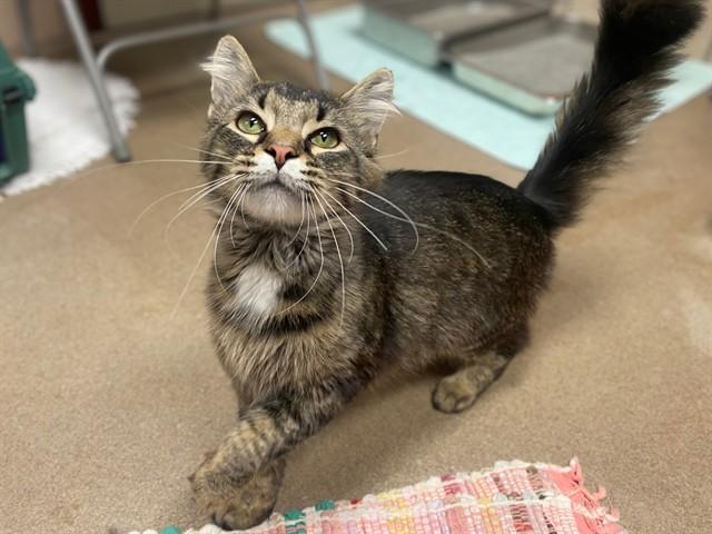 CAPTAIN FUZZYPAWS, Adoptable, Young Male Domestic Medium Hair.