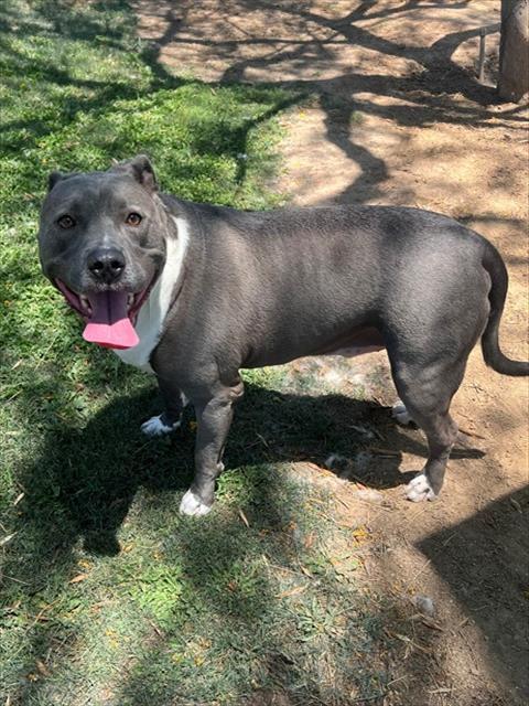 Enlarge BUSTER, a Adoptable Pit Bull Terrier in Blythe, CA image 1/1