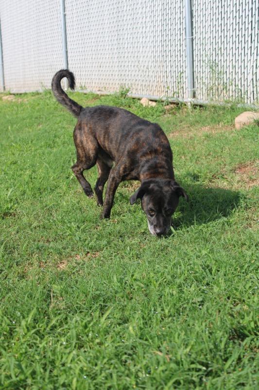 Bingo NIght, a ADOPTABLE mixed breed in Martinsville, VA image 3/3