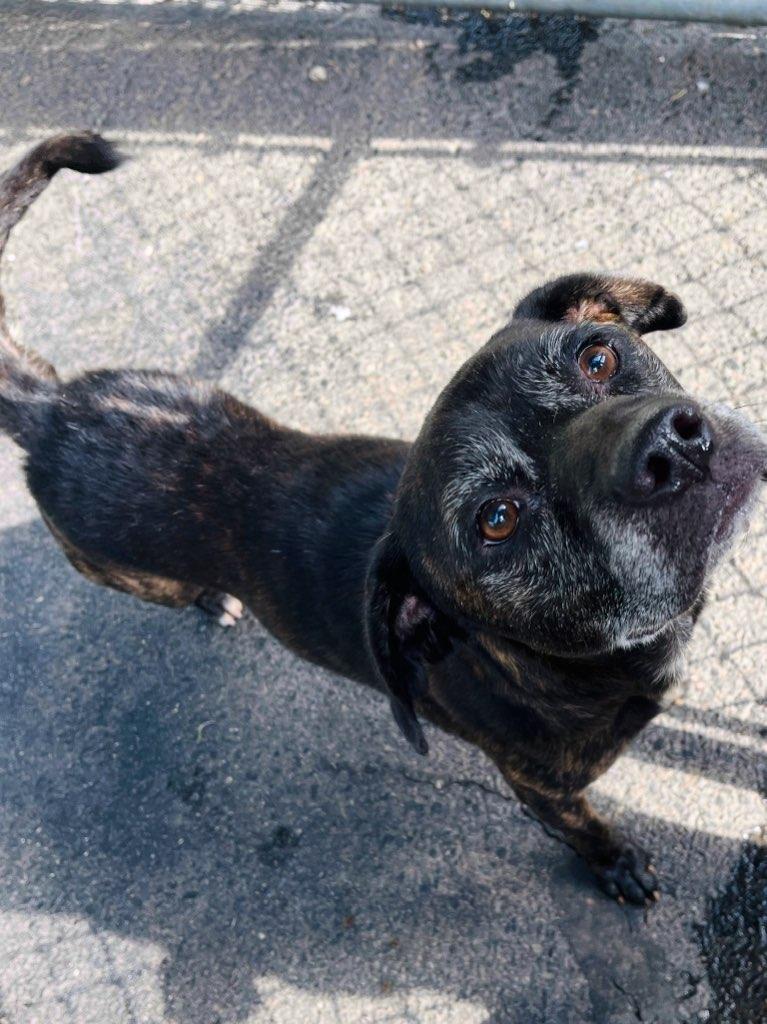Bingo NIght, a ADOPTABLE mixed breed in Martinsville, VA image 2/3