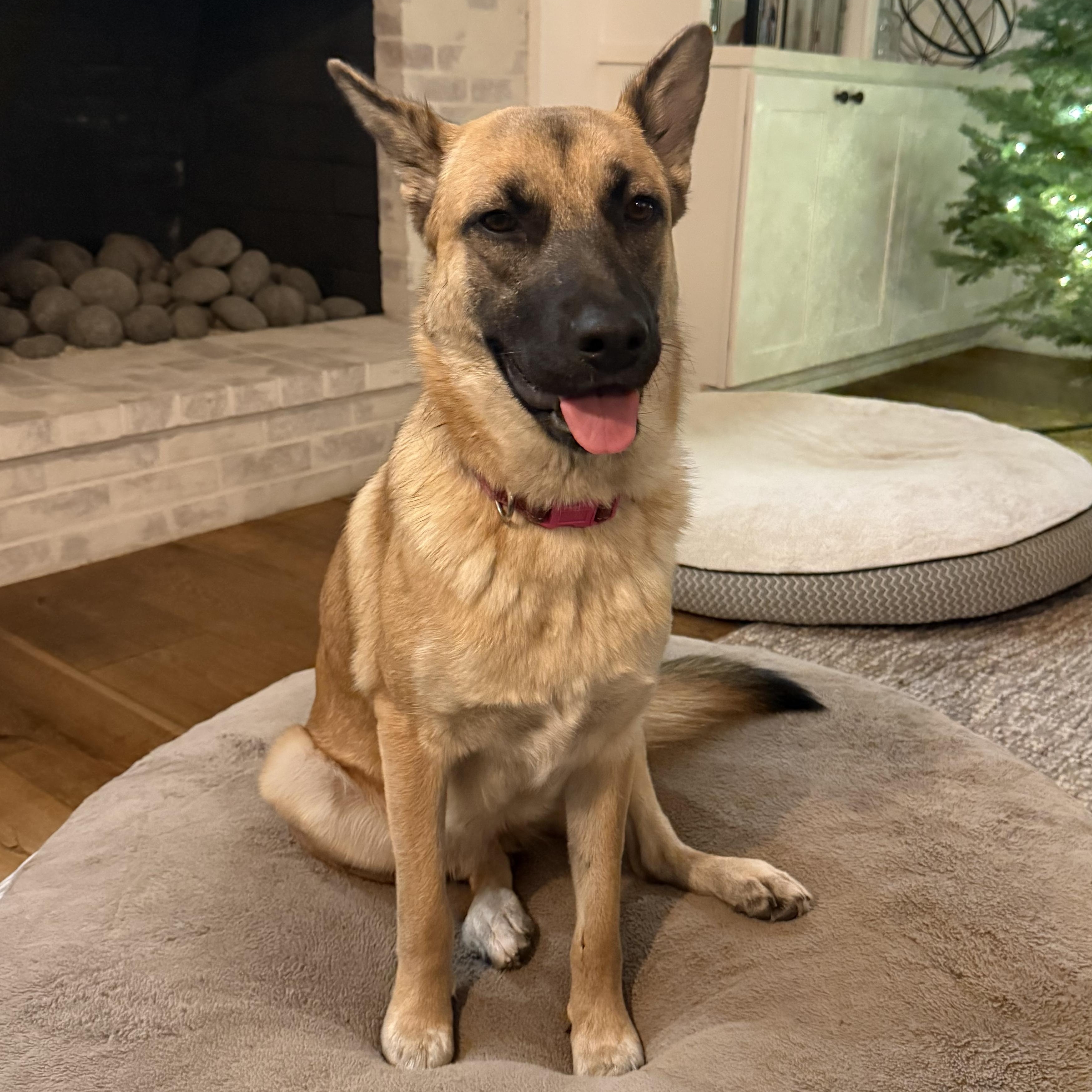 Enlarge Lilah, a ADOPTABLE mixed breed in Sun Valley, CA image 1/2