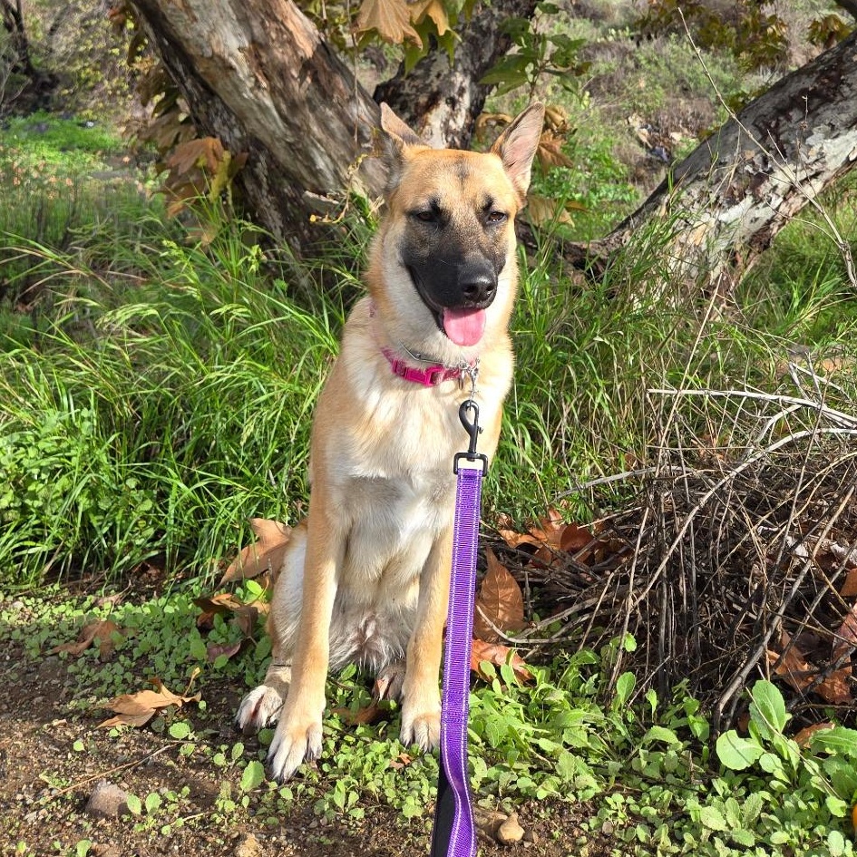 Enlarge Lilah, a ADOPTABLE mixed breed in Sun Valley, CA image 2/2