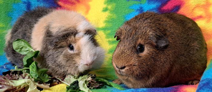 Jill, Adopted, Adult Female Teddy & Short-Haired.