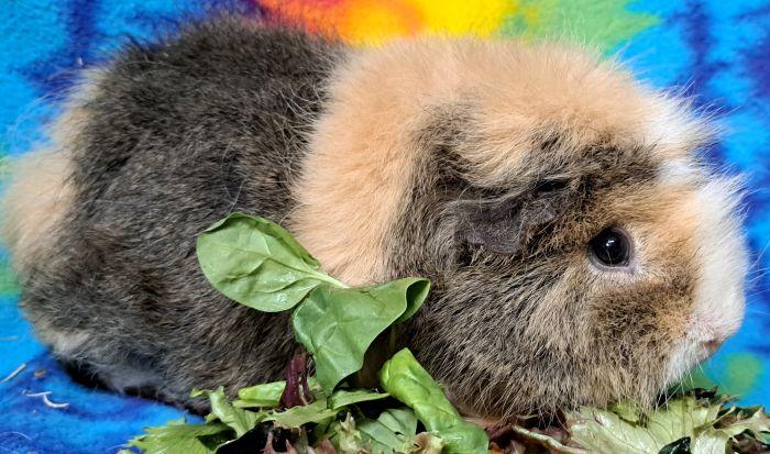 Enlarge Jill, a Adopted mixed breed in Gary, IN image 2/6