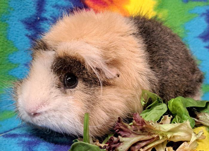 Enlarge Jill, a Adopted mixed breed in Gary, IN image 4/6