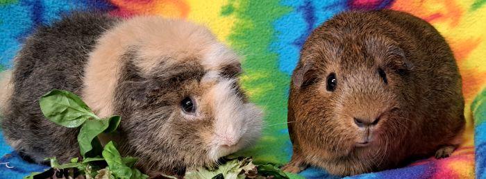 Enlarge Jill, a Adopted mixed breed in Gary, IN image 5/6