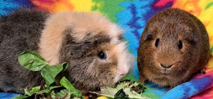 Enlarge Jill, a Adopted mixed breed in Gary, IN image 6/6