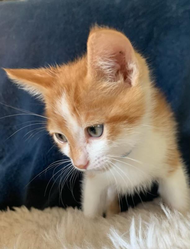 Carl, an adopted Tabby in Pasco, WA image 5/6