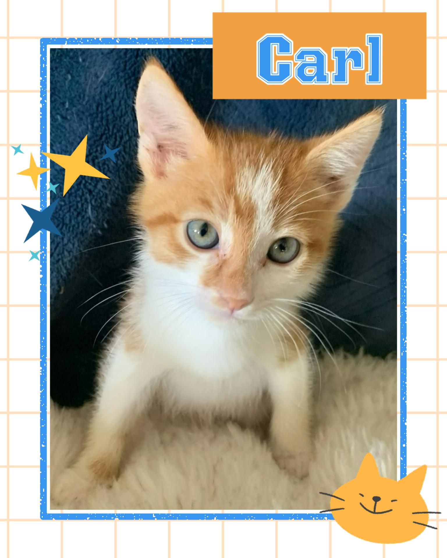 Carl, adopted, Kitten Male Tabby.