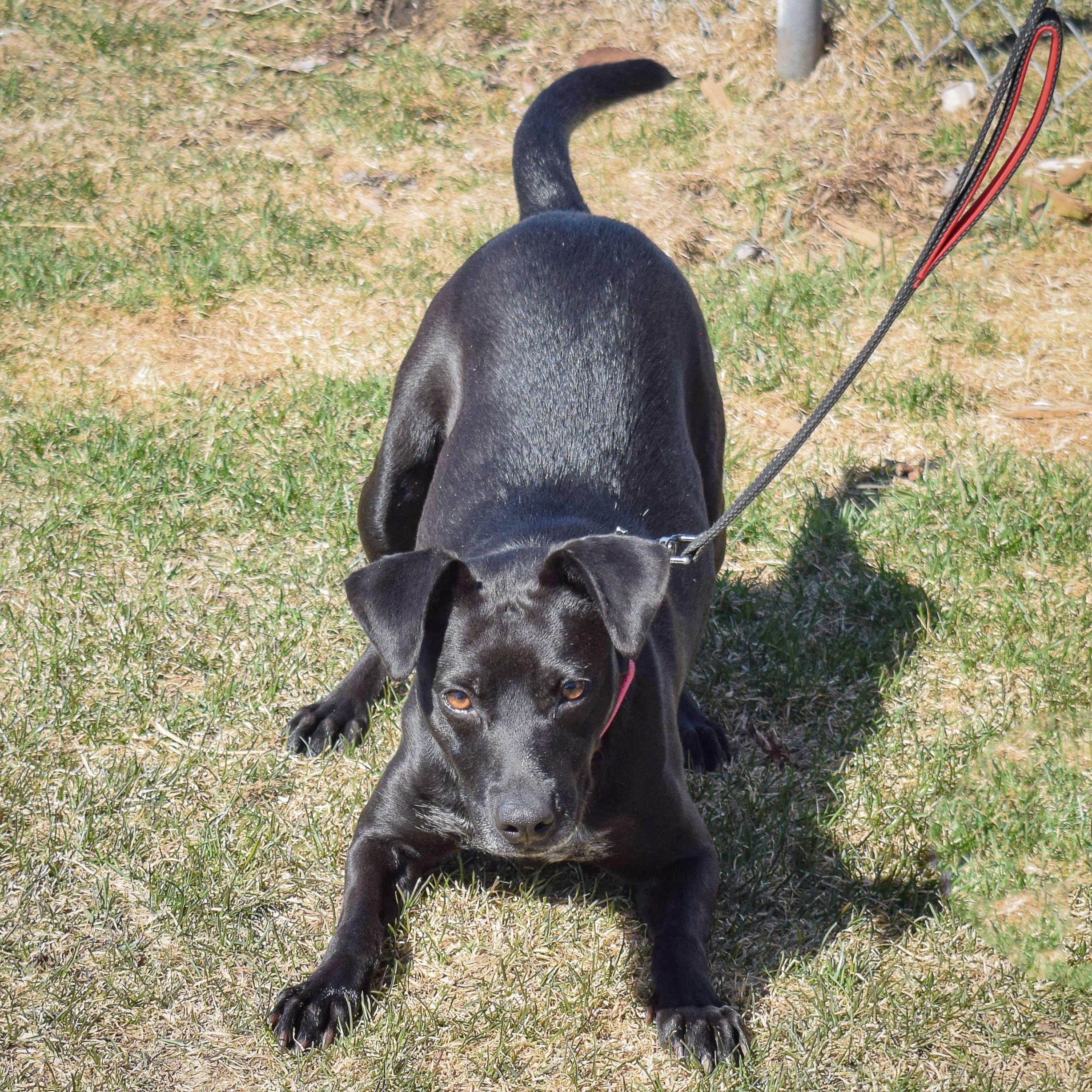 Pepper, an adoptable mixed breed in Huntley, IL image 3/6