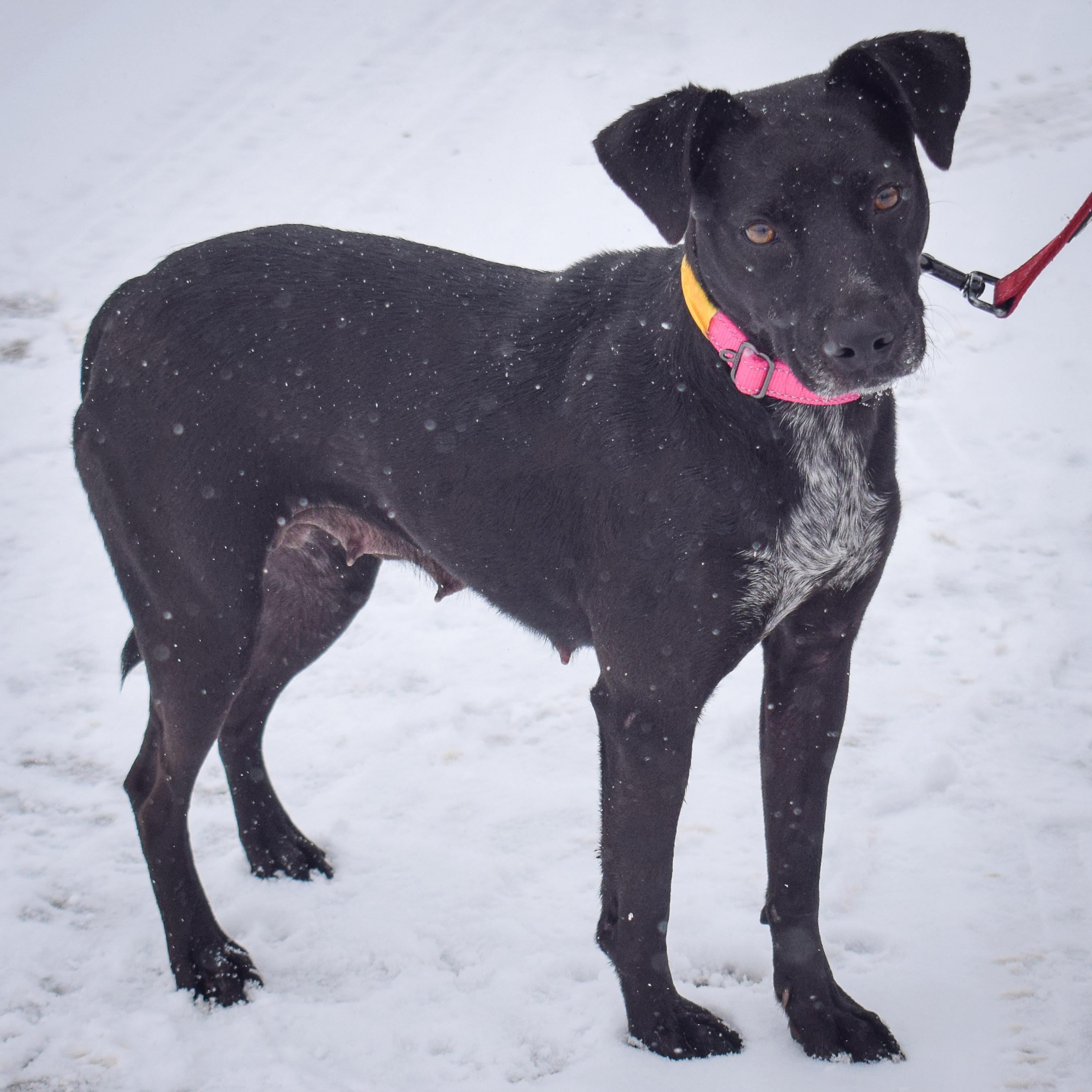 Pepper, an adoptable mixed breed in Huntley, IL image 4/6