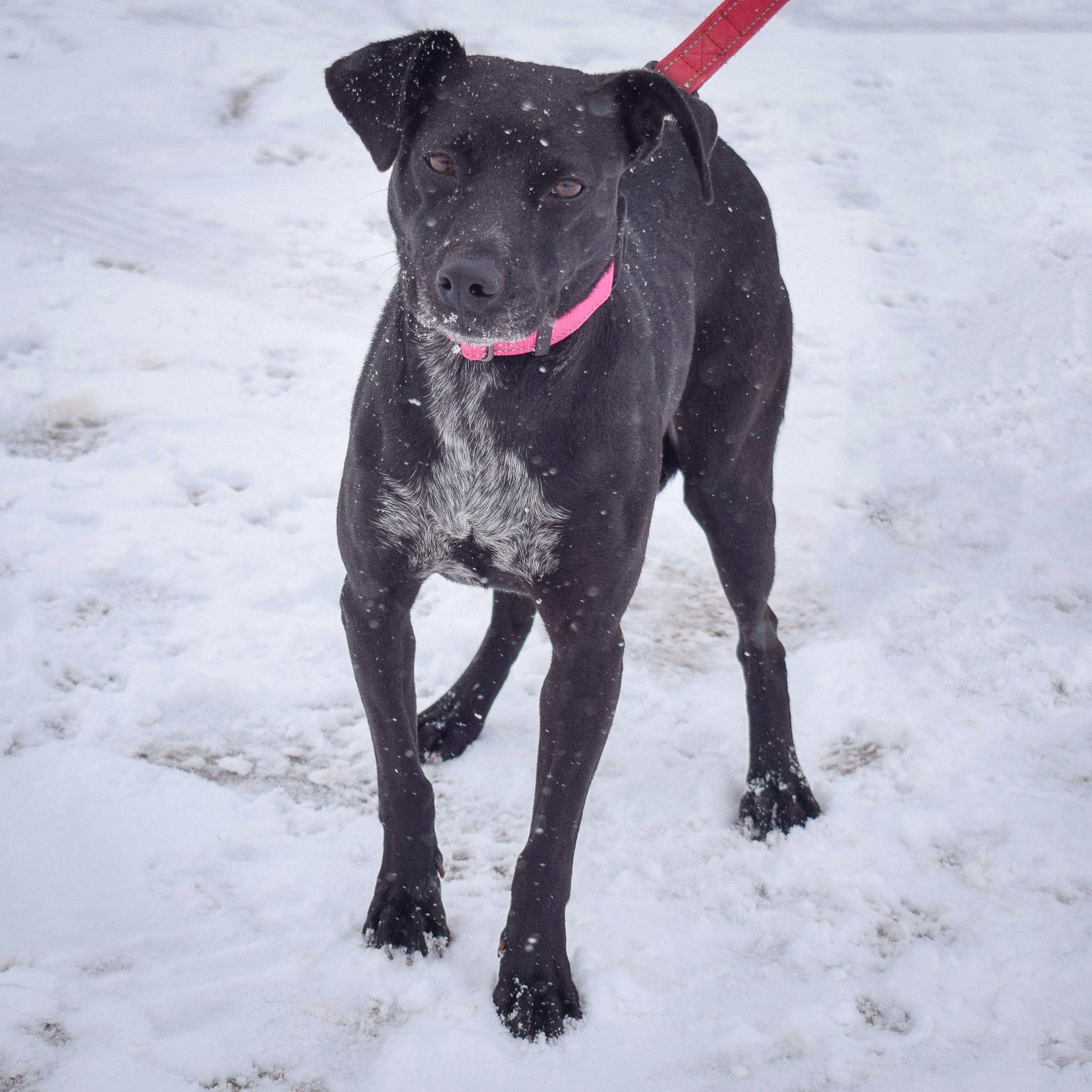 Pepper, an adoptable mixed breed in Huntley, IL image 5/6