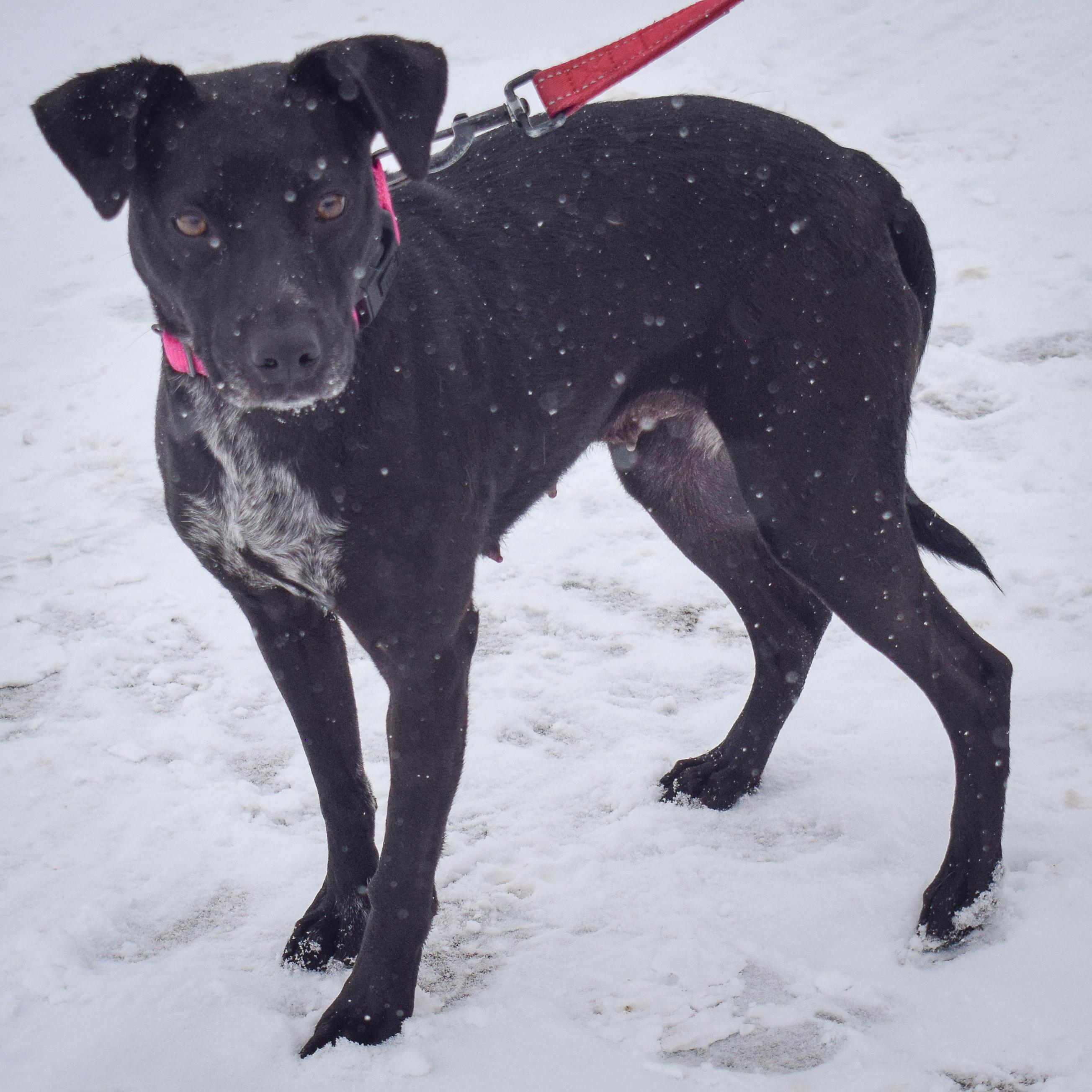 Pepper, an adoptable mixed breed in Huntley, IL image 6/6