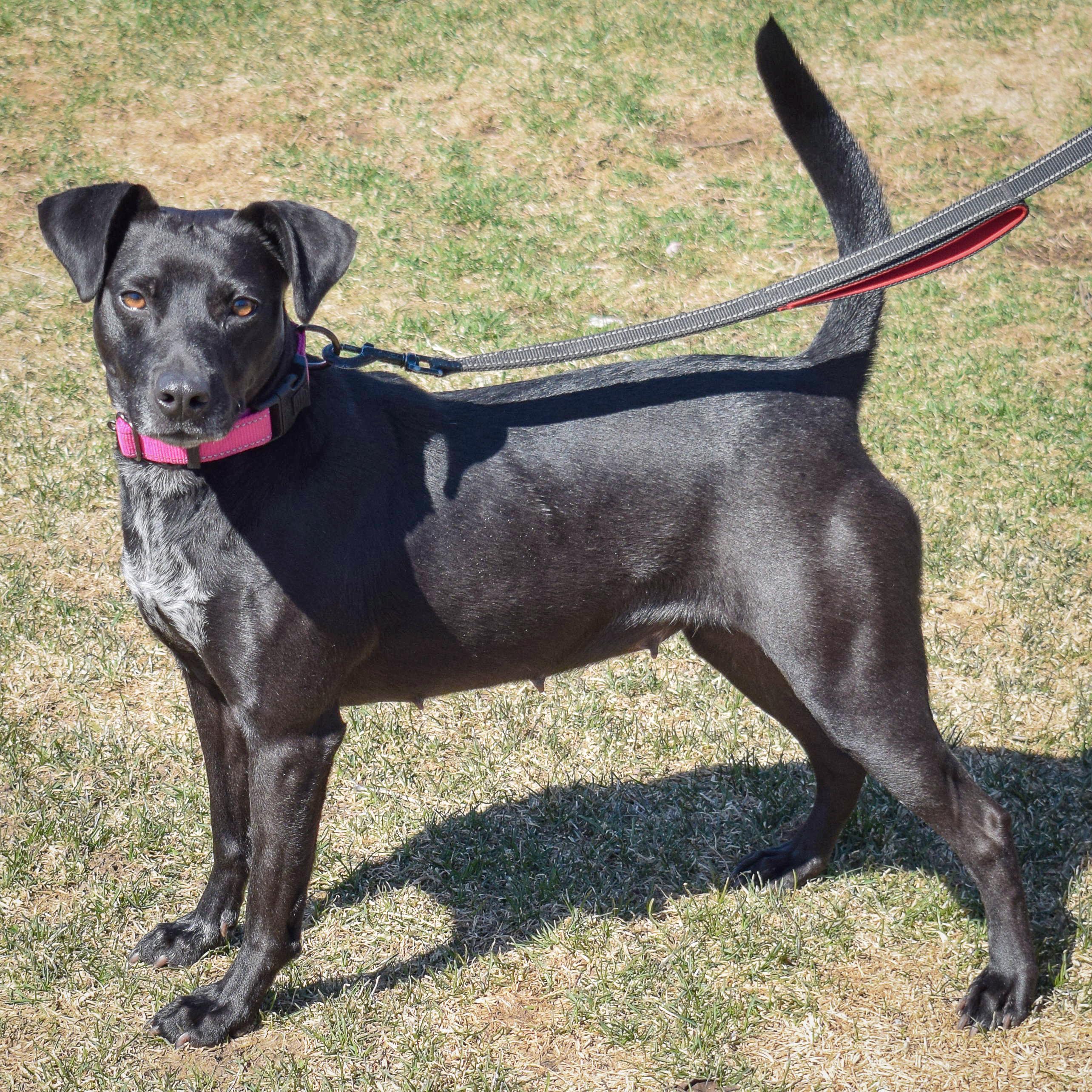 Pepper, an adoptable mixed breed in Huntley, IL image 2/6