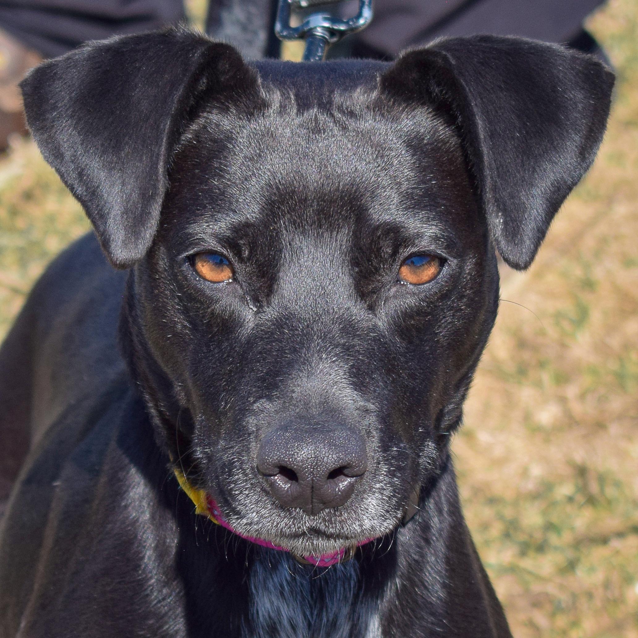 Pepper, adoptable, Young Female Black Labrador Retriever & Beagle.