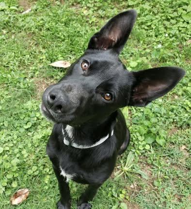 Dozer, a Adoptable German Shepherd Dog in Monroeville , PA image 2/6