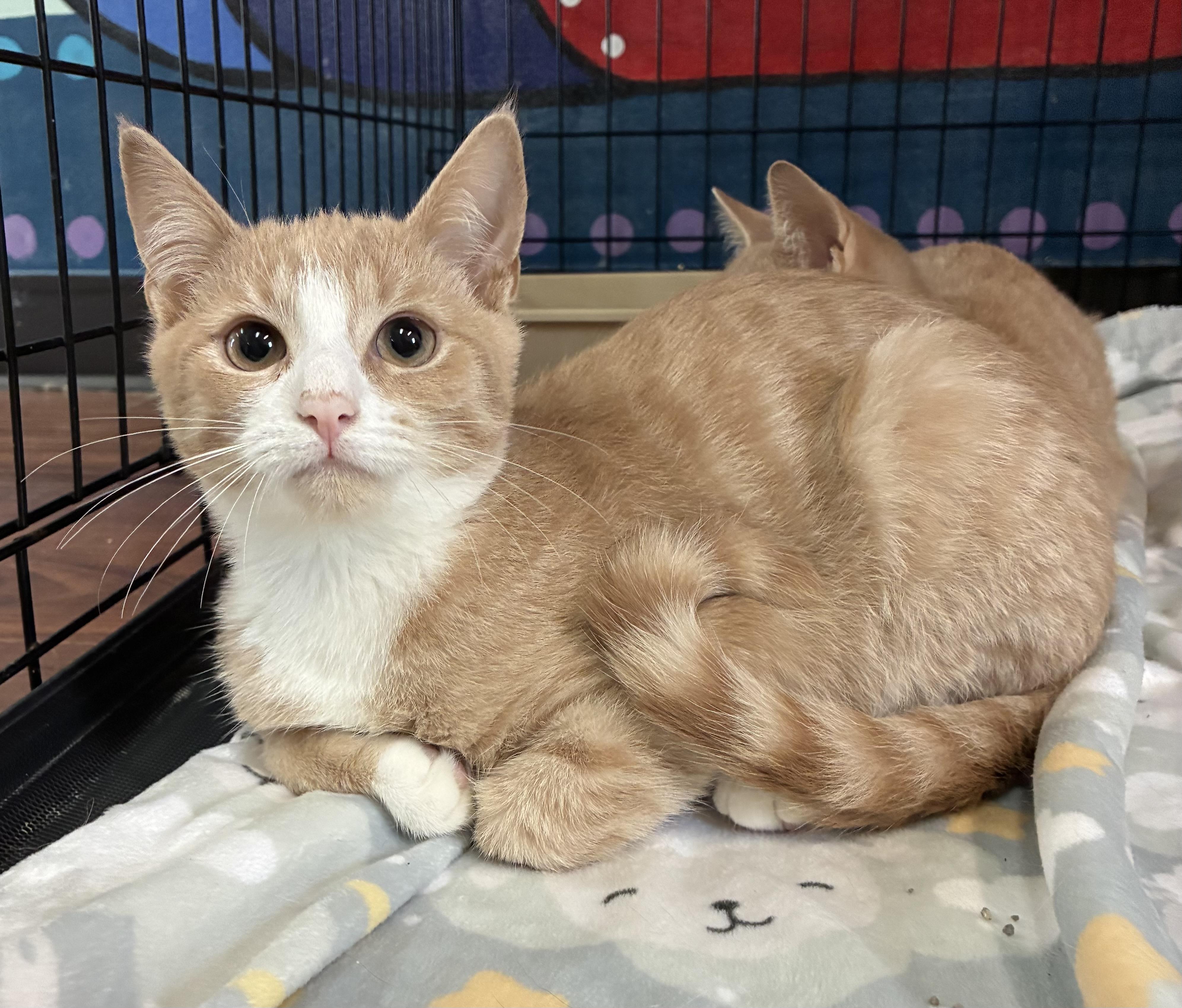 Enlarge Spooky, a ADOPTABLE Domestic Short Hair in Breinigsville, PA image 1/2