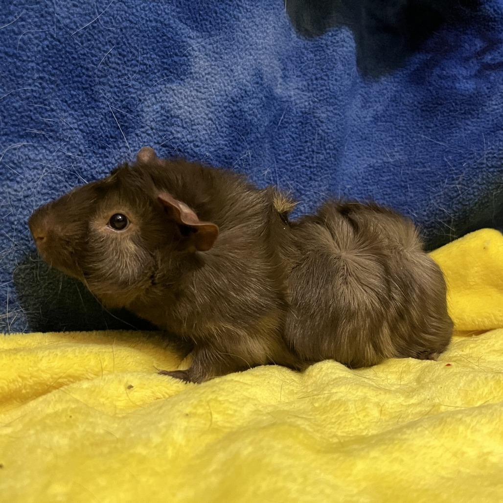 Teddy (bonded with Bear), Adoptable, Young Male Guinea Pig.