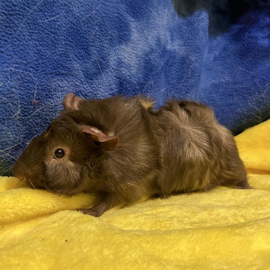 Enlarge Teddy (bonded with Bear), a Adoptable Guinea Pig in Decatur, GA image 2/2