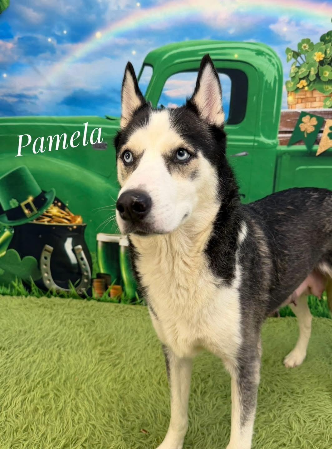 Enlarge Pamela, a ADOPTABLE mixed breed in Flint, MI image 1/1