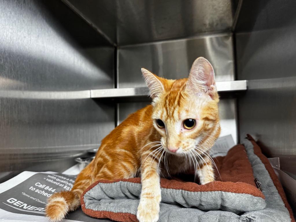 Enlarge Marmalade, a Adoptable mixed breed in Shelbyville, TN image 1/1