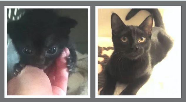 Enlarge Ohana (Oh-Han-Nah), a Adopted Domestic Short Hair in Morganville, NJ image 4/4