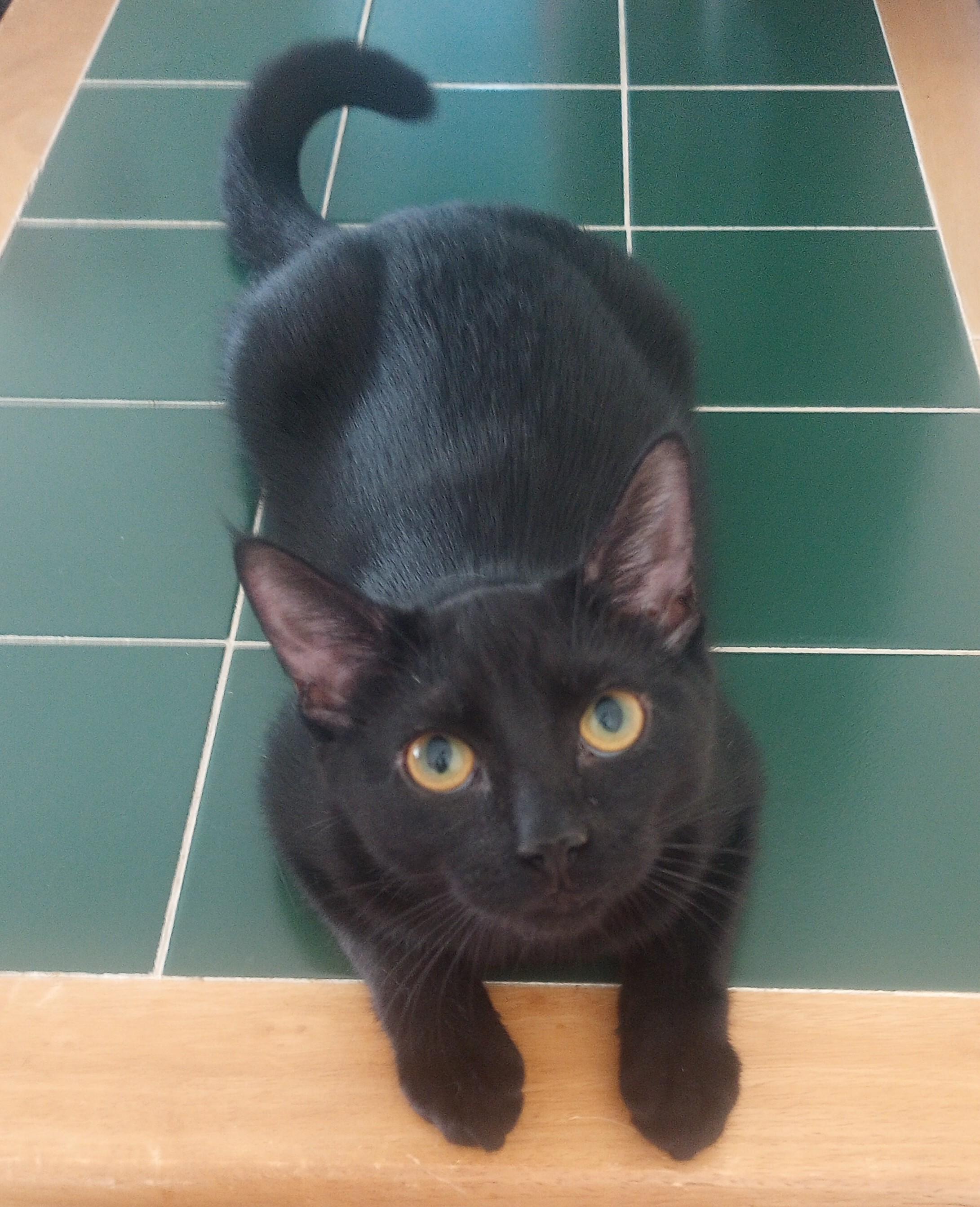 Enlarge Ohana (Oh-Han-Nah), a Adopted Domestic Short Hair in Morganville, NJ image 3/4