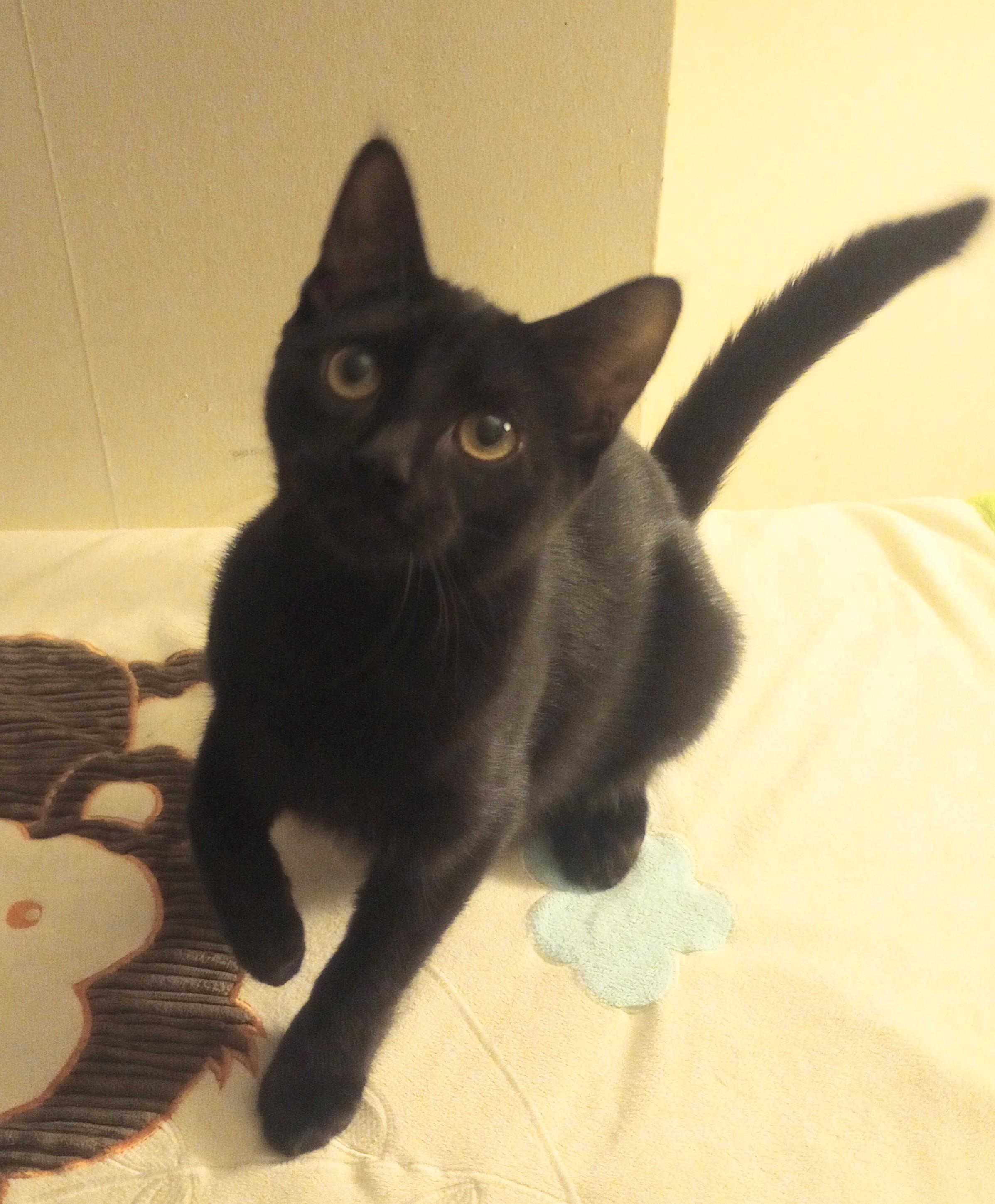 Enlarge Ohana (Oh-Han-Nah), a Adopted Domestic Short Hair in Morganville, NJ image 1/4