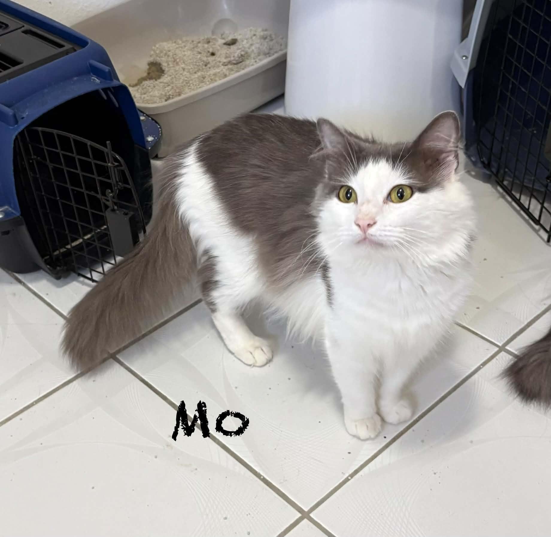 Mo, Adopted, Adult Female Domestic Long Hair.