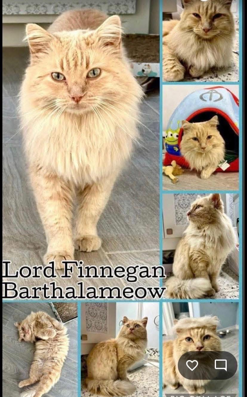 LORD FINNEGAN BARTHALAMEOW, adopted, Adult Male Tabby.