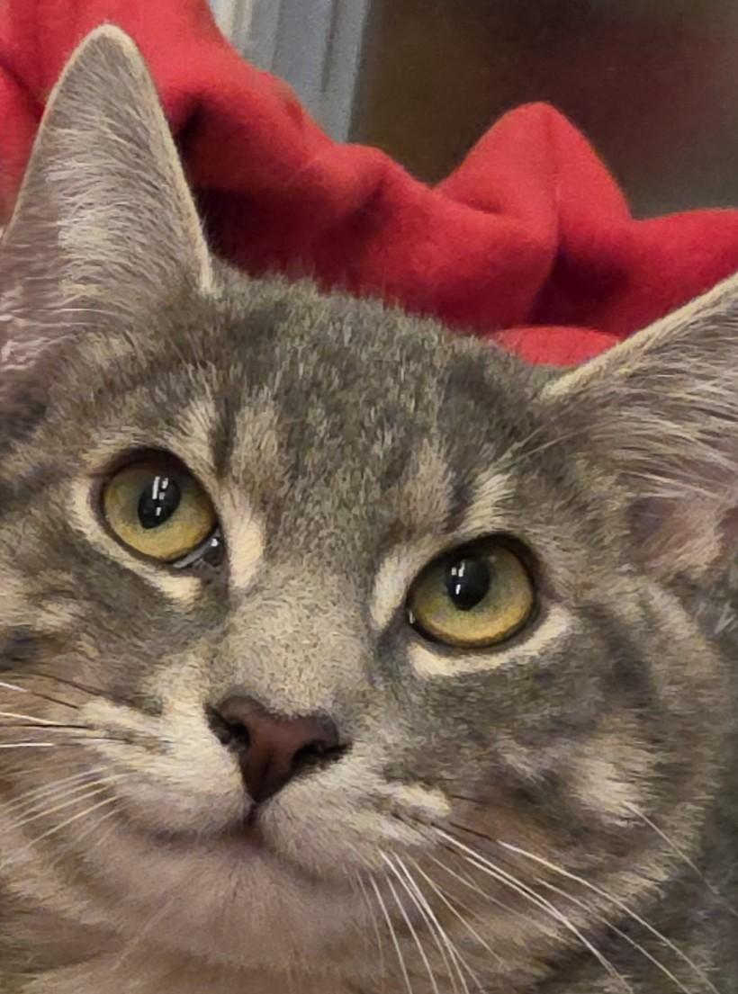 Enlarge Theodore, a ADOPTABLE Domestic Short Hair in Saddle River, NJ image 1/6