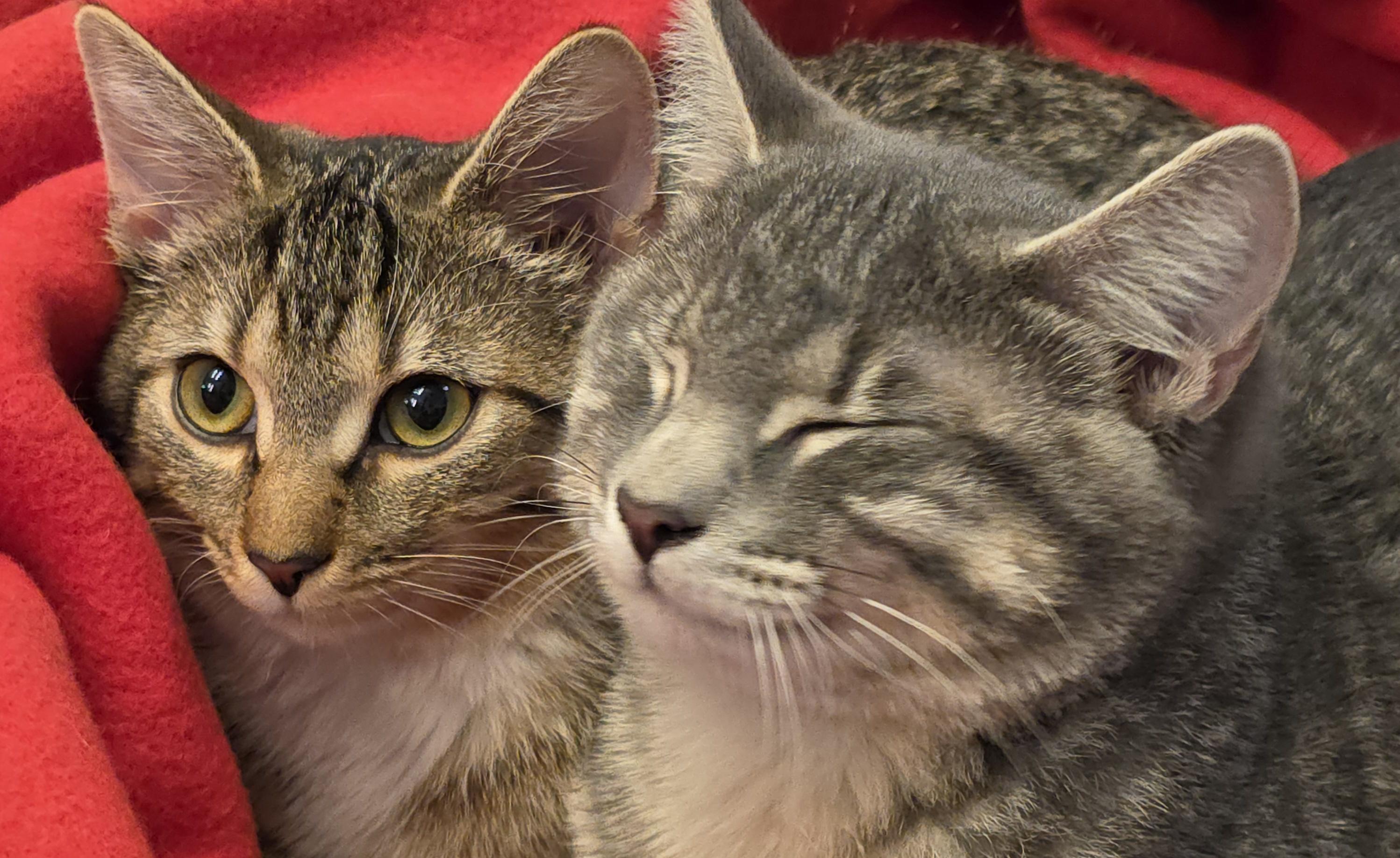 Enlarge Theodore, a ADOPTABLE Domestic Short Hair in Saddle River, NJ image 2/6