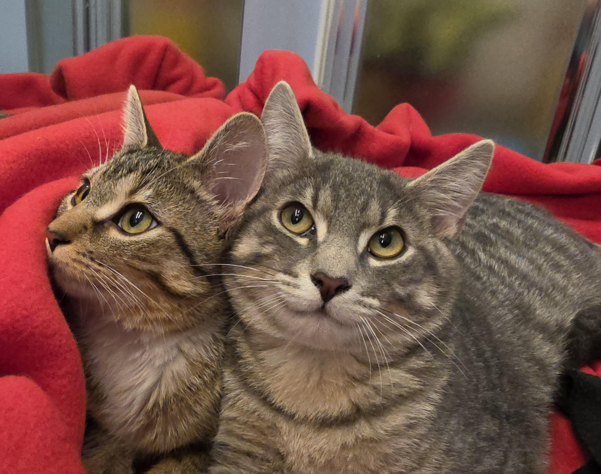 Enlarge Theodore, a ADOPTABLE Domestic Short Hair in Saddle River, NJ image 3/6