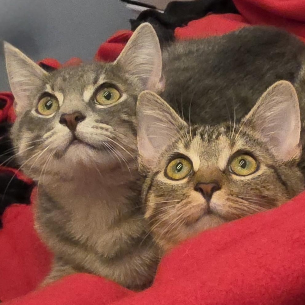 Enlarge Theodore, a ADOPTABLE Domestic Short Hair in Saddle River, NJ image 4/6