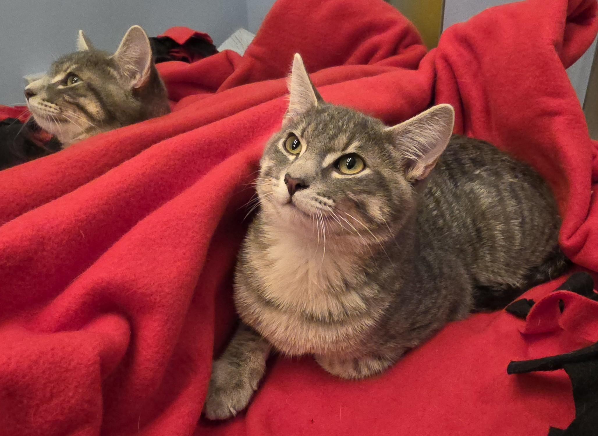 Enlarge Theodore, a ADOPTABLE Domestic Short Hair in Saddle River, NJ image 5/6