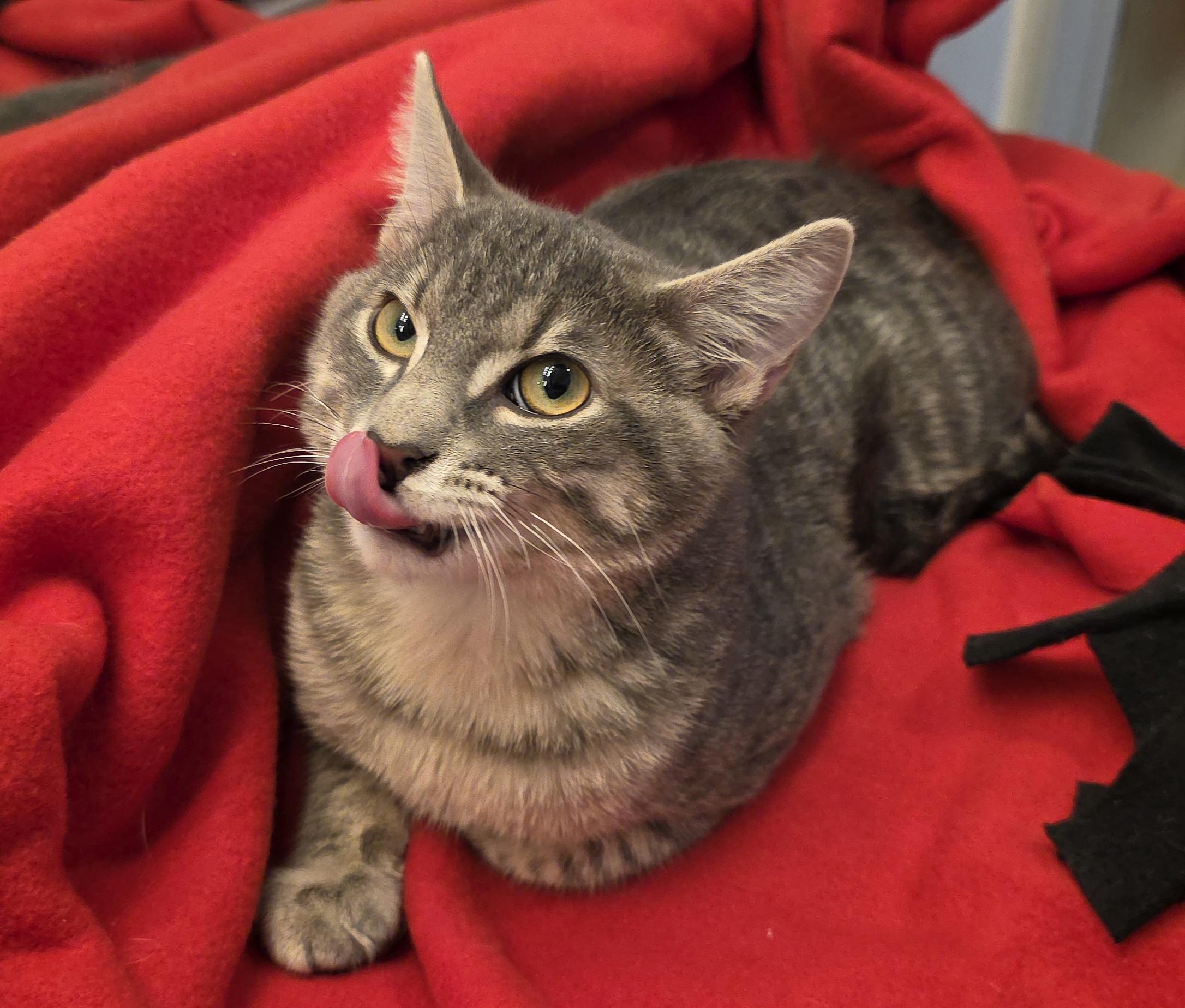 Enlarge Theodore, a ADOPTABLE Domestic Short Hair in Saddle River, NJ image 6/6