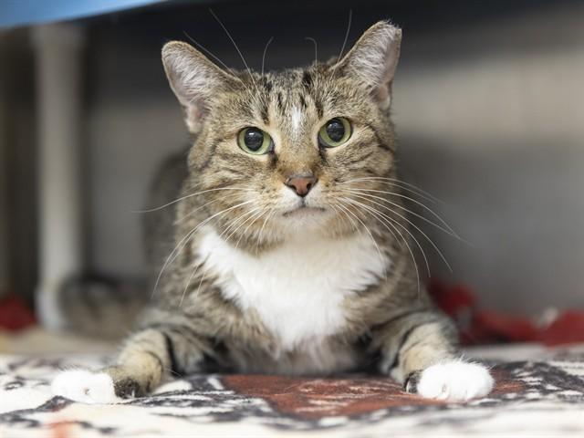 Enlarge AGNES, a Adoptable Domestic Short Hair in Phoenix, AZ image 1/1