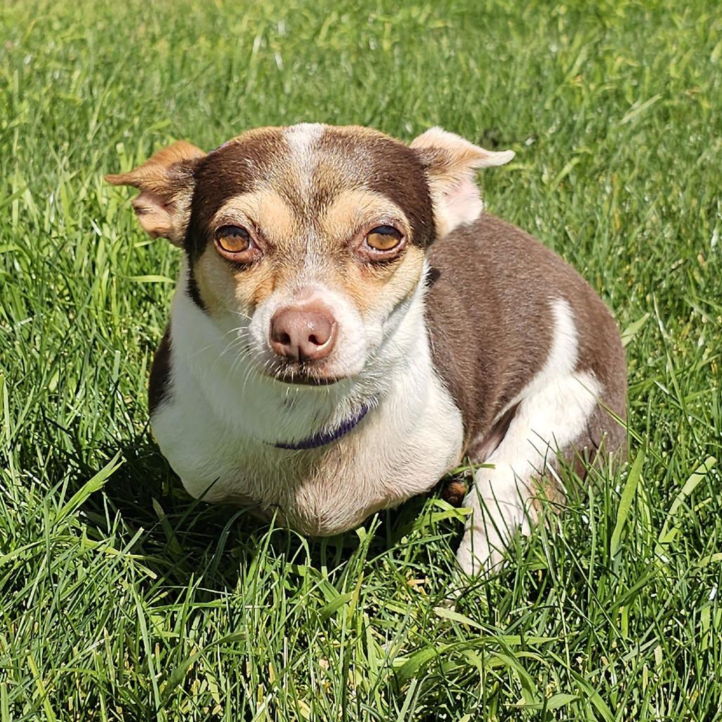 Remi, Adoptable, Adult Female Chihuahua.