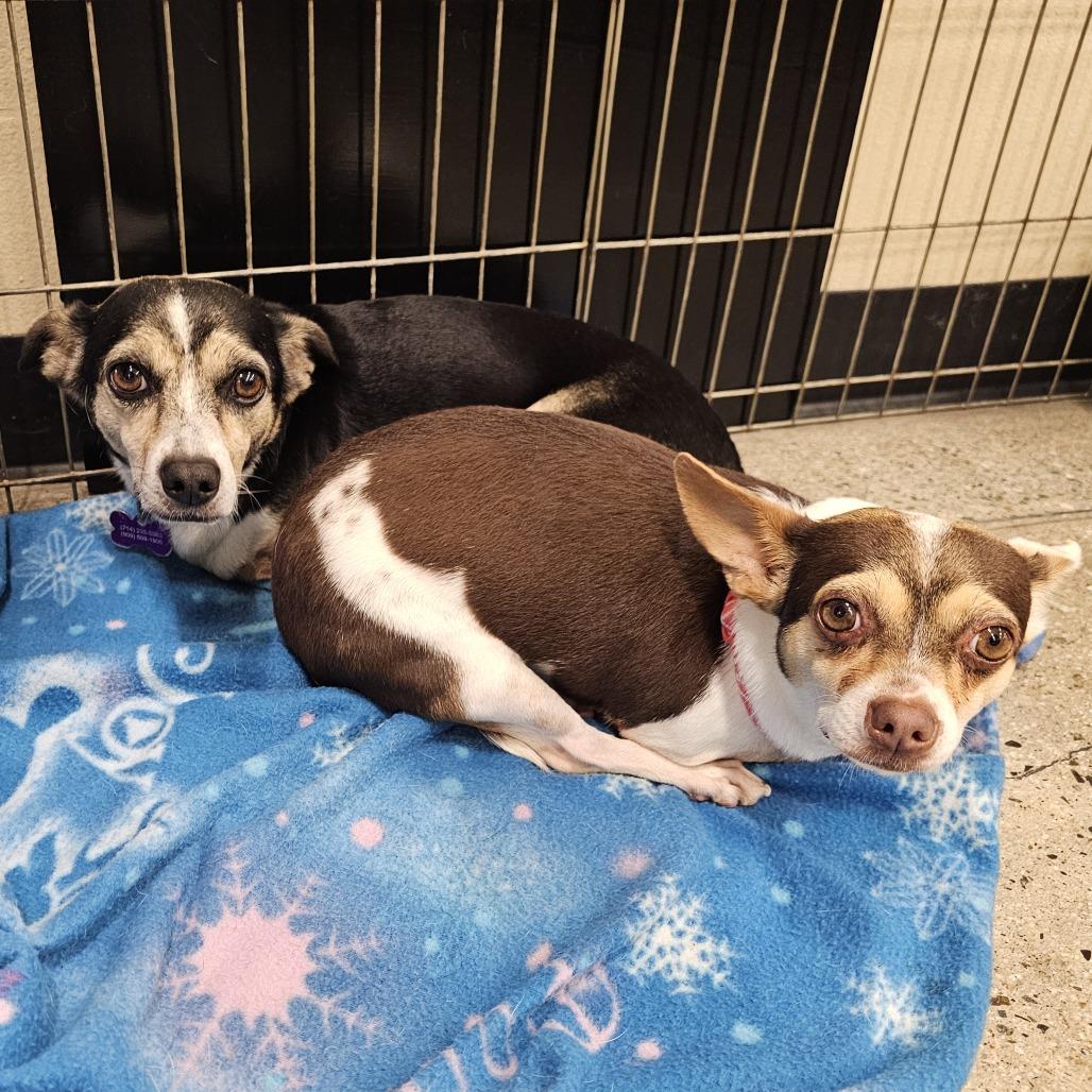 Enlarge Remi, a Adoptable mixed breed in Apple Valley, CA image 2/3