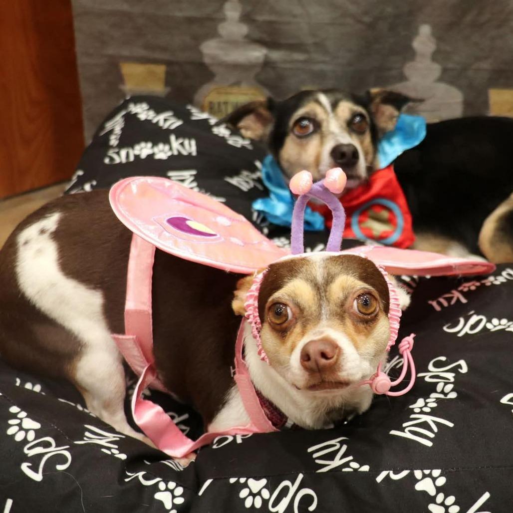 Remi, a Adoptable mixed breed in Apple Valley, CA image 2/2