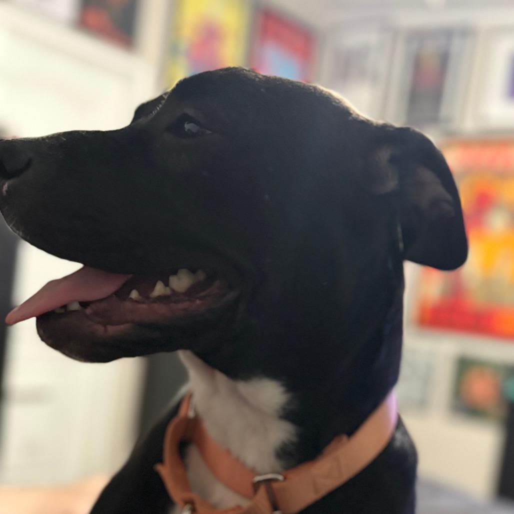 Enlarge Sadie, a Adoptable Mixed Breed in Shiner, TX image 1/6