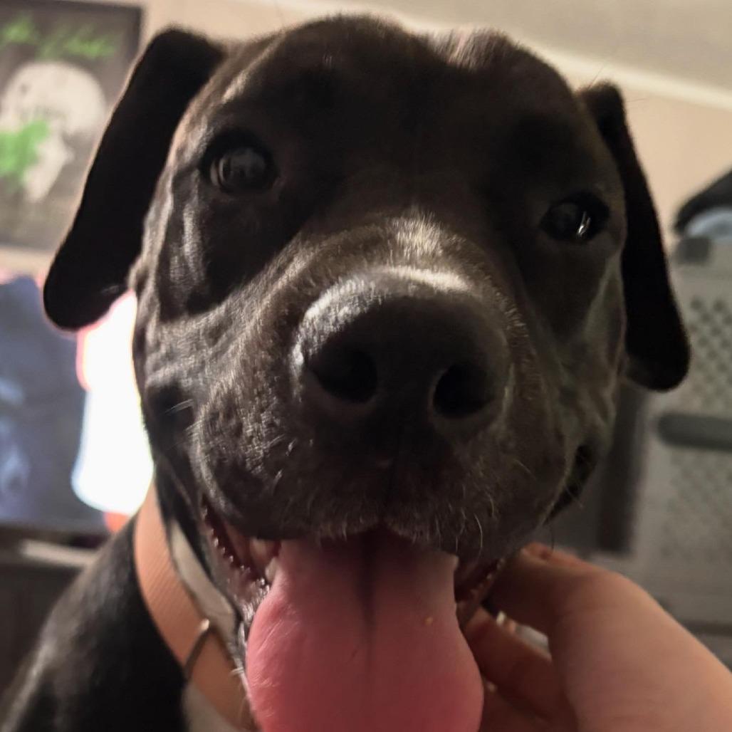 Enlarge Sadie, a Adoptable Mixed Breed in Shiner, TX image 2/6