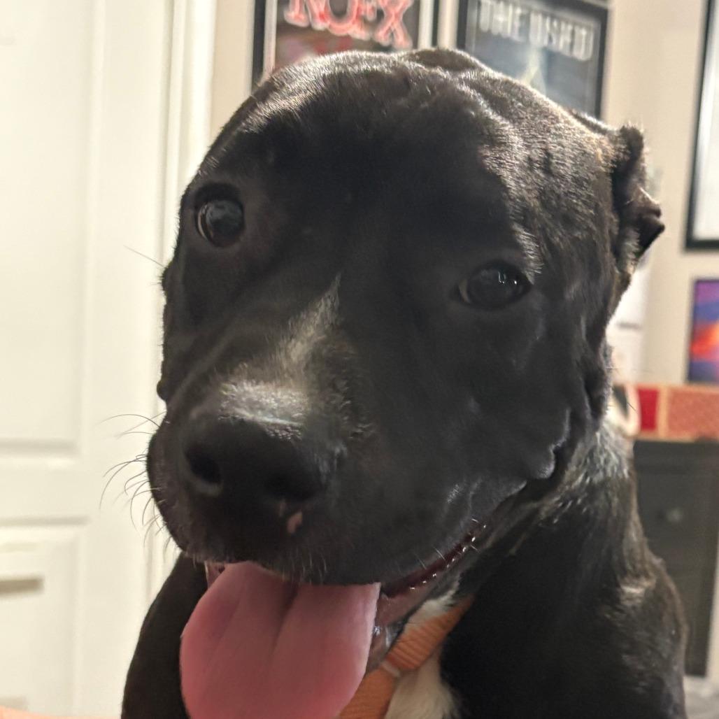 Enlarge Sadie, a Adoptable Mixed Breed in Shiner, TX image 3/6