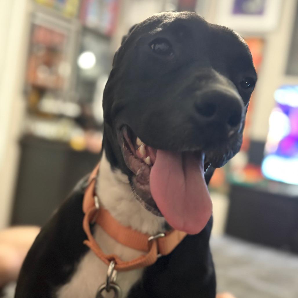 Enlarge Sadie, a Adoptable Mixed Breed in Shiner, TX image 4/6