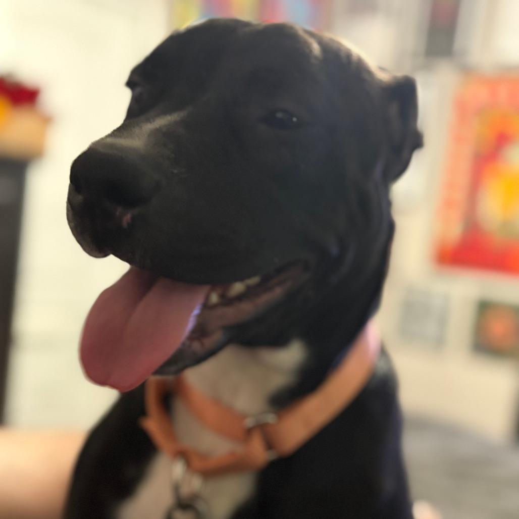 Enlarge Sadie, a Adoptable Mixed Breed in Shiner, TX image 5/6